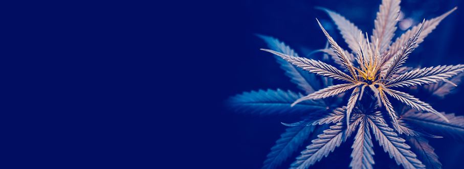 Cannabis industry services